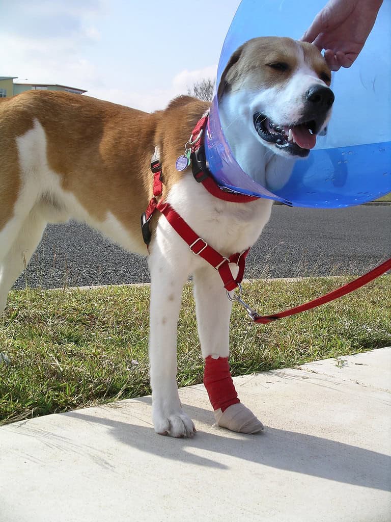 2. Research Vets and Emergency Services Along Your Route (image credits: flickr)
