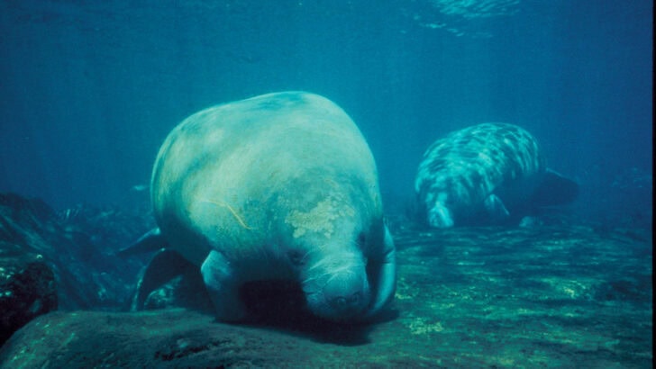 Why Manatees Are Known as “Sea Cows”