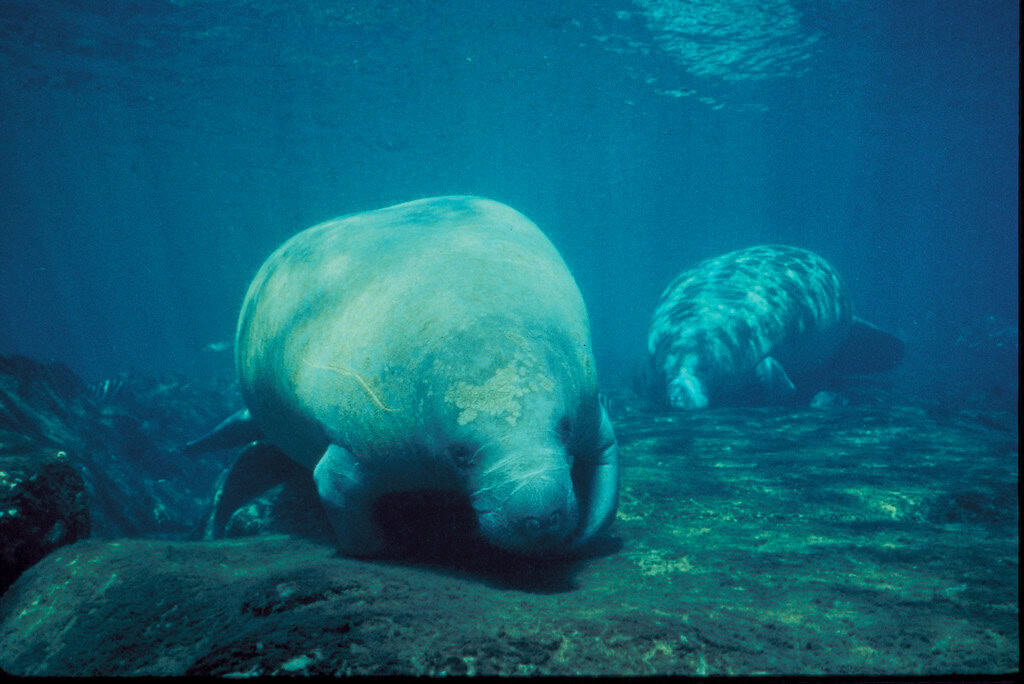 Tarpon Springs Florida – Greek Charm and Manatees