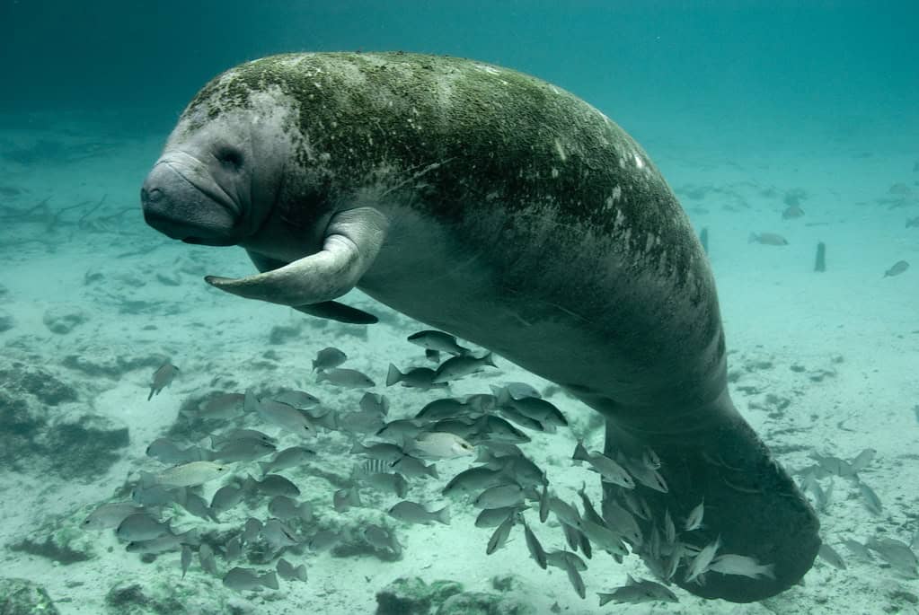 Indian River Lagoon Florida – East Coast Encounters (image credits: flickr)