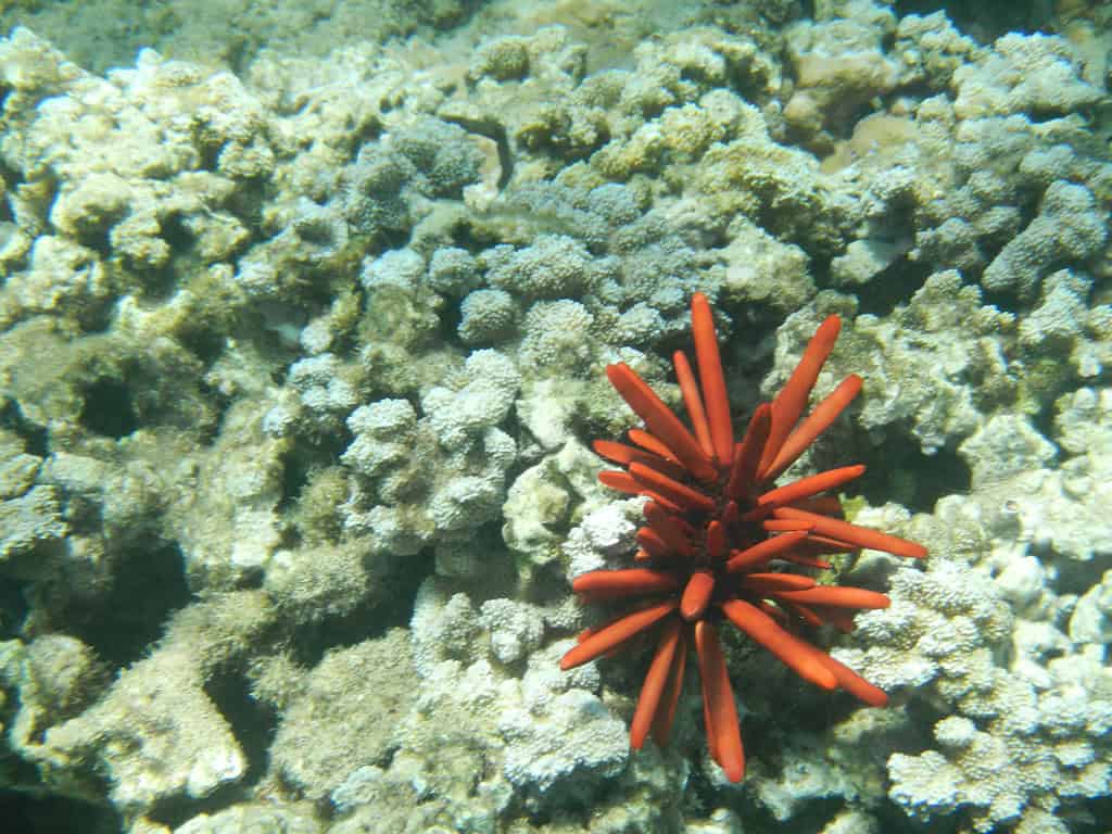 15. Red Sea Urchin (image credits: flickr)