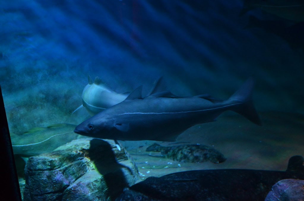 5. Lake Sturgeon