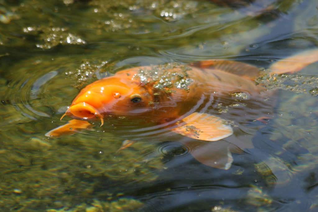 3. Japanese Koi (image credits: flickr)