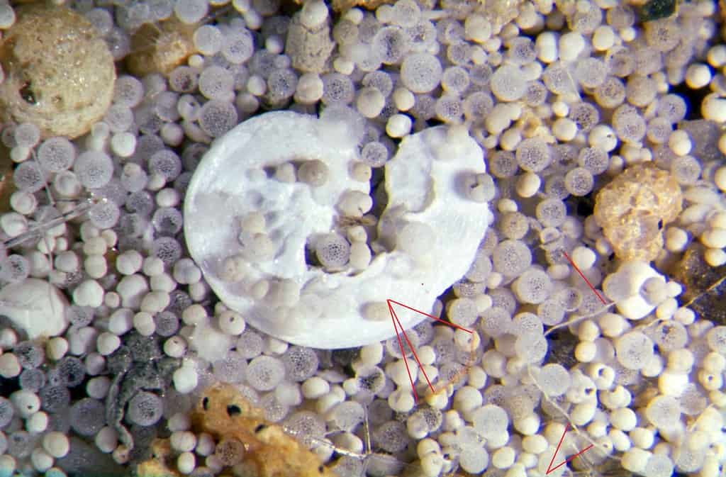 1. Antarctic Sponge (image credits: flickr)