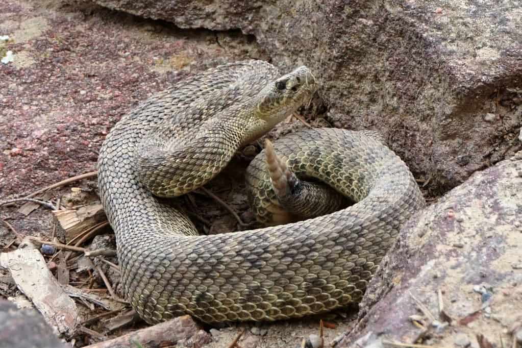 3. Corn Snake (image credits: flickr)