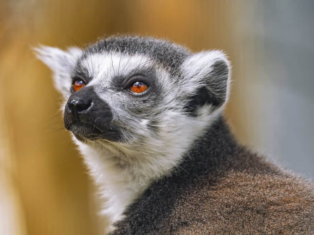 5. Ringtail (image credits: flickr)