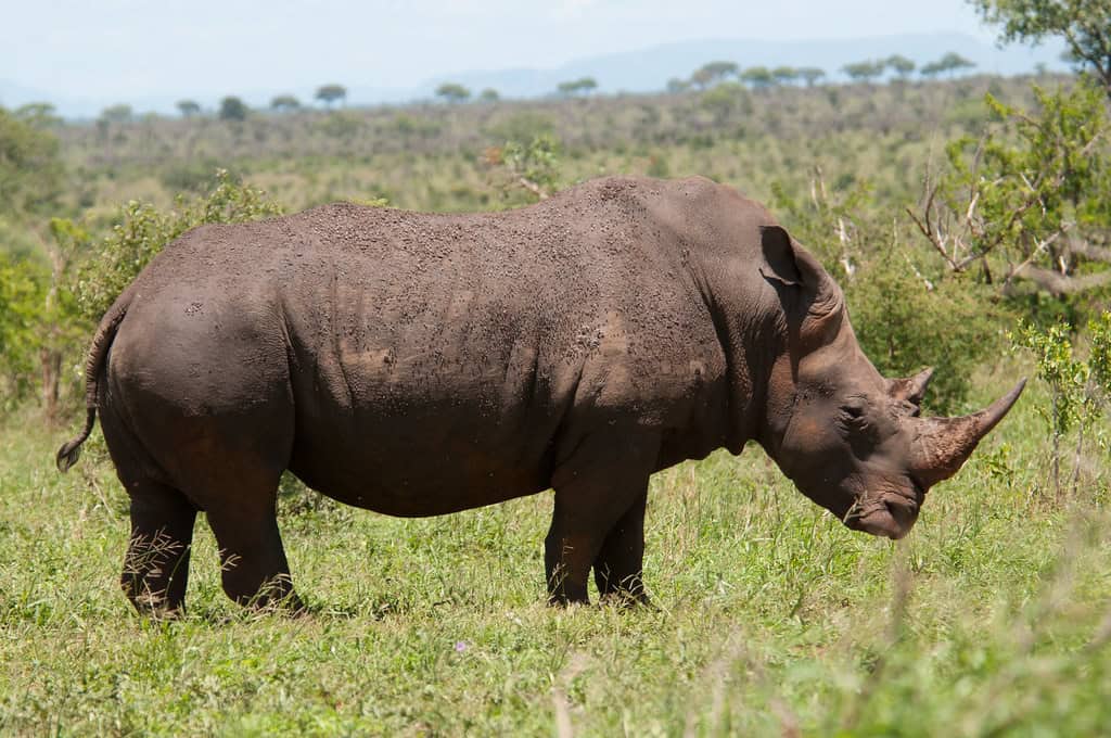 Kruger National Park, South Africa (image credits: flickr)