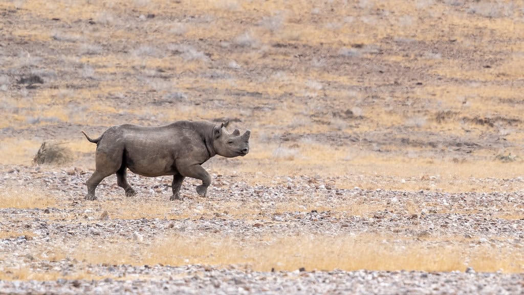 Damaraland, Namibia (image credits: flickr)