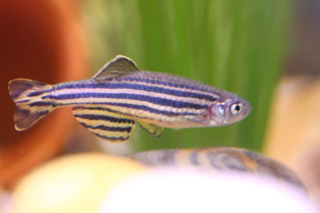 10. Zebra Danio - The Energetic Swimmer