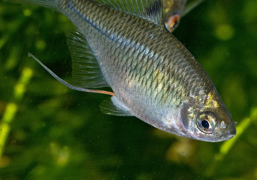 9. White Cloud Mountain Minnow - The Cold Water Beauty