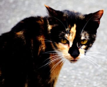 17 Fascinating Cat Superstitions from Around the World