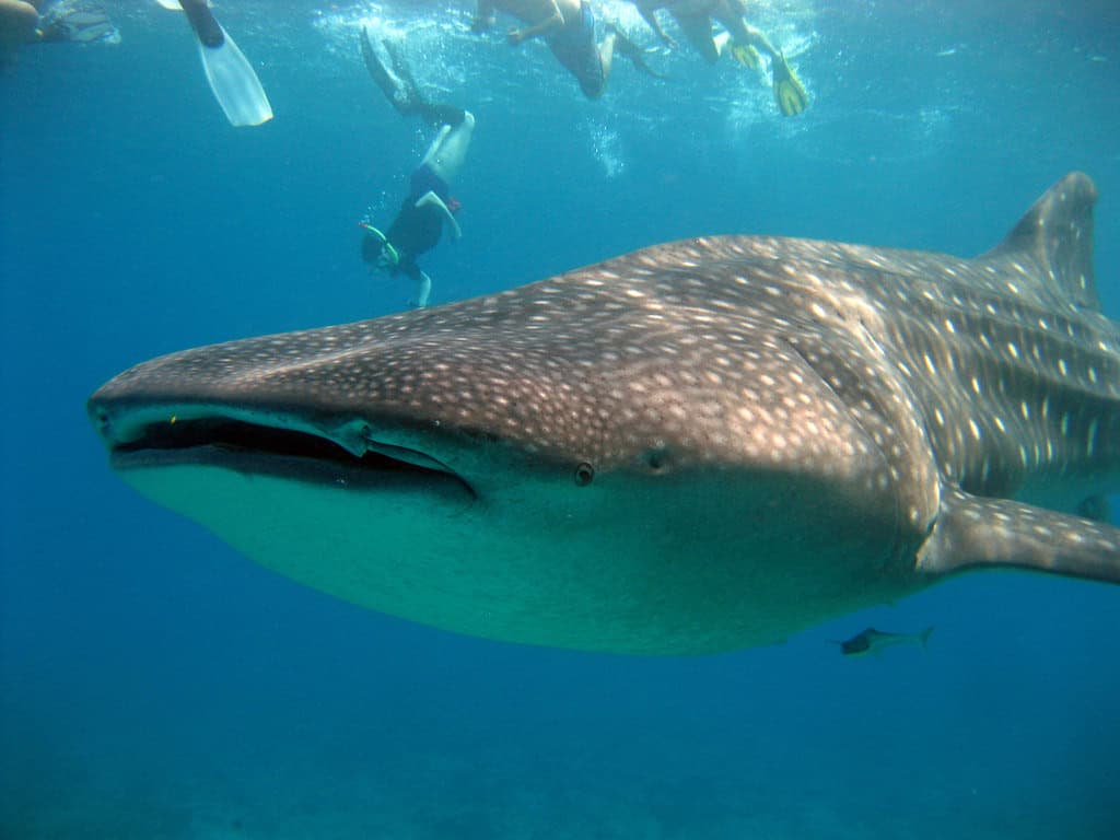 Whale Shark - The Gentle Filter-Feeder
