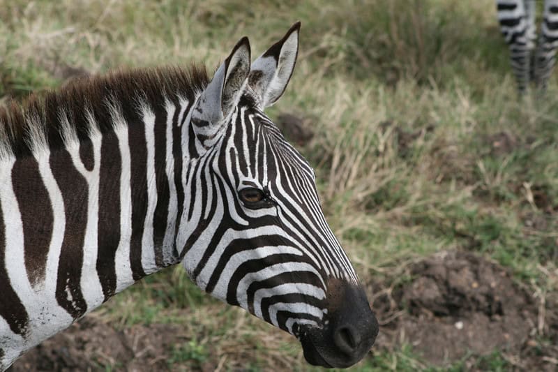 8. Constant Vigilance and Alert Systems (image credits: flickr)