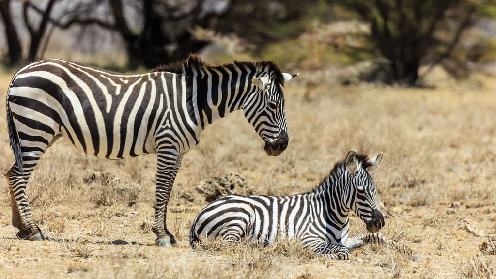 2. Foal Protection and Recognition Systems (image credits: flickr)