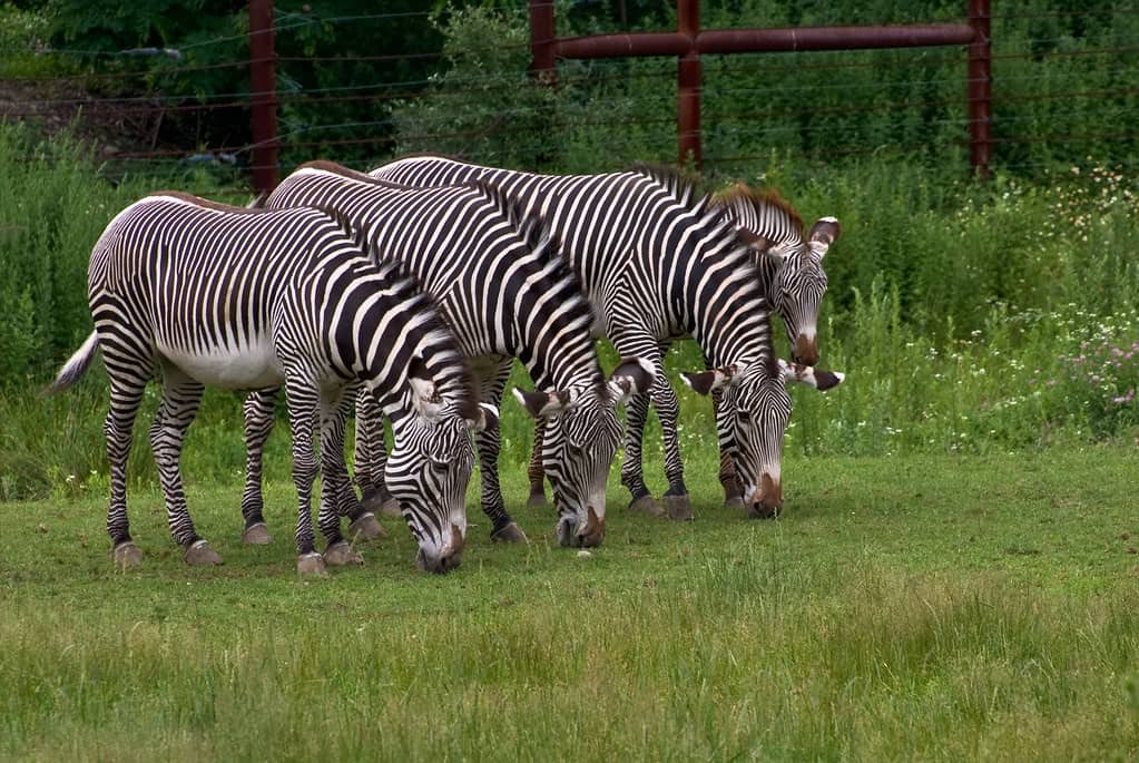 1. Adaptive Feeding Strategies for Survival (image credits: flickr)