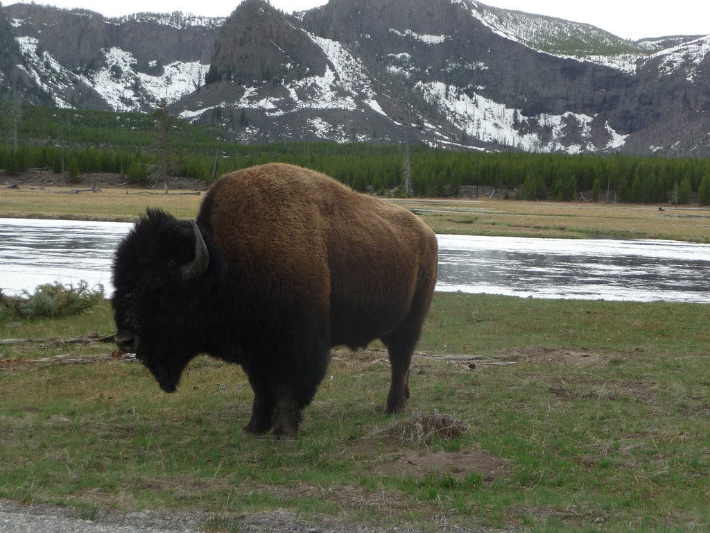 5. They're Living Ecosystem Engineers (image credits: flickr)