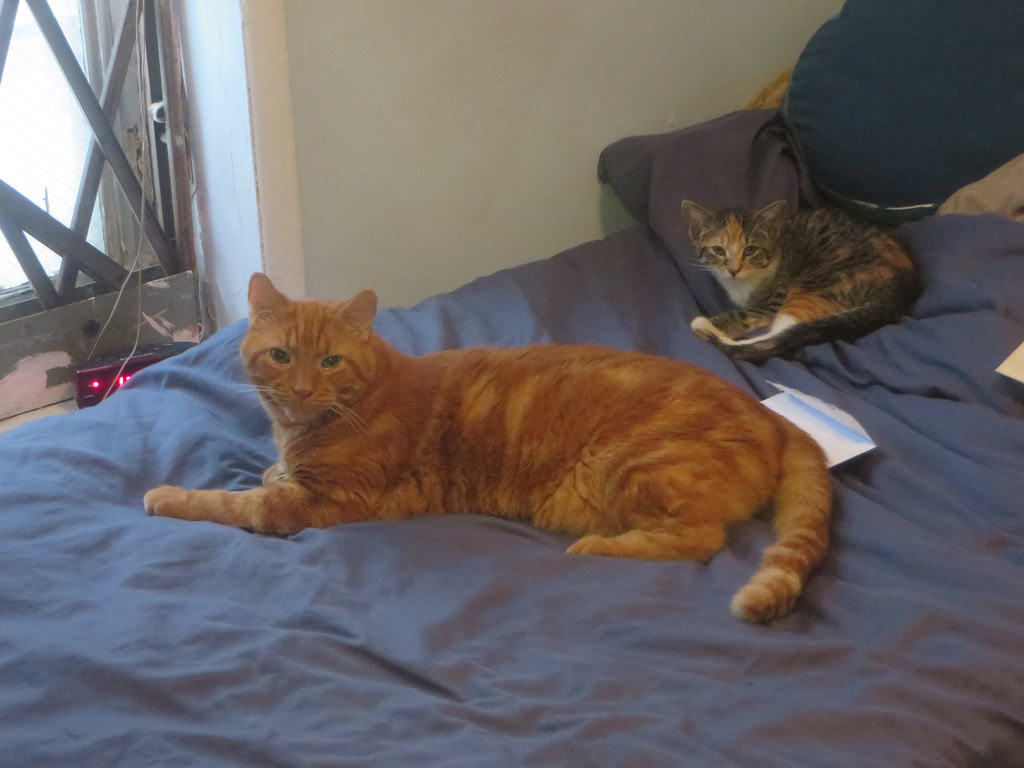 Your Bed Has Become Their Royal Throne (image credits: flickr)