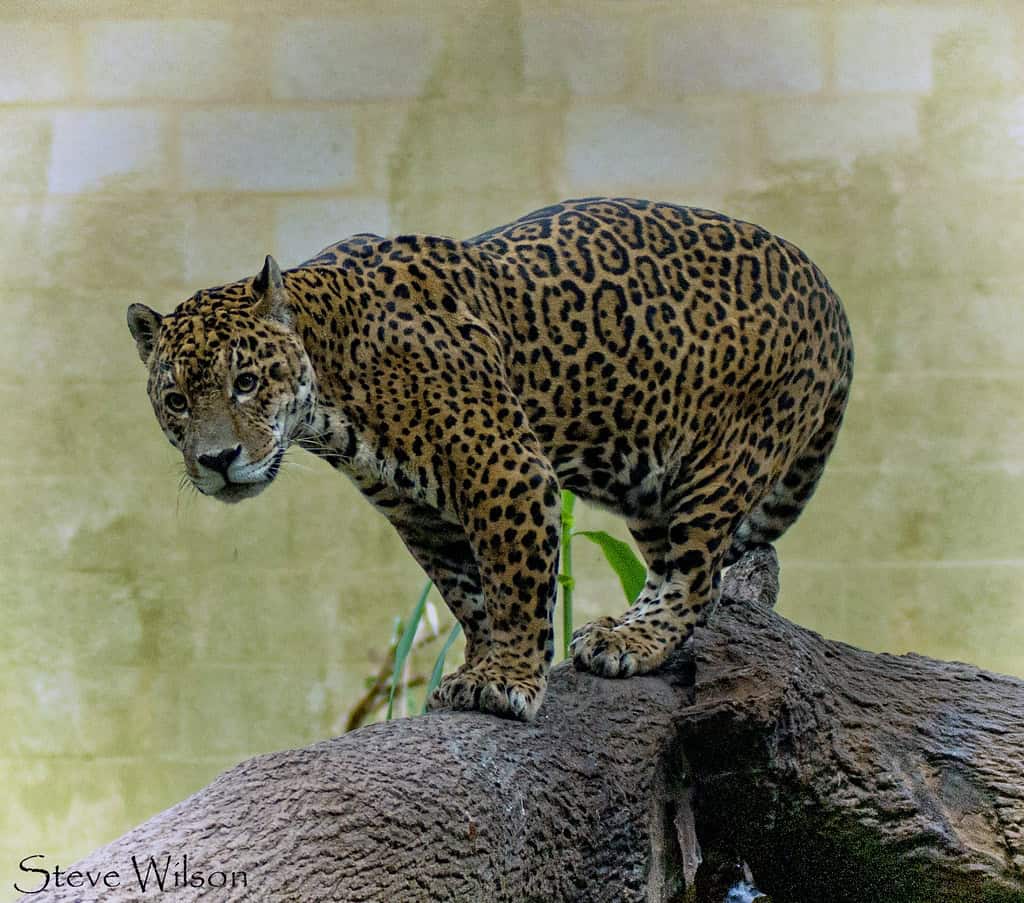 10. The Elusive Jaguar - King of the Rainforest