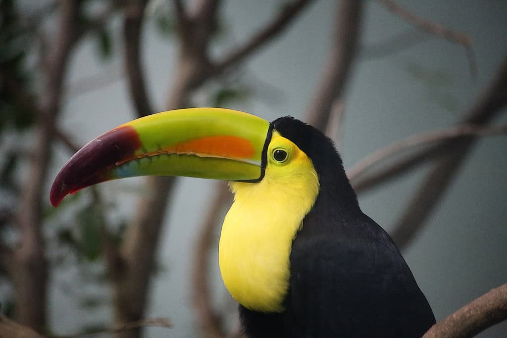 7. The Colorful Keel-Billed Toucan - Nature's Rainbow Bird (image credits: flickr)