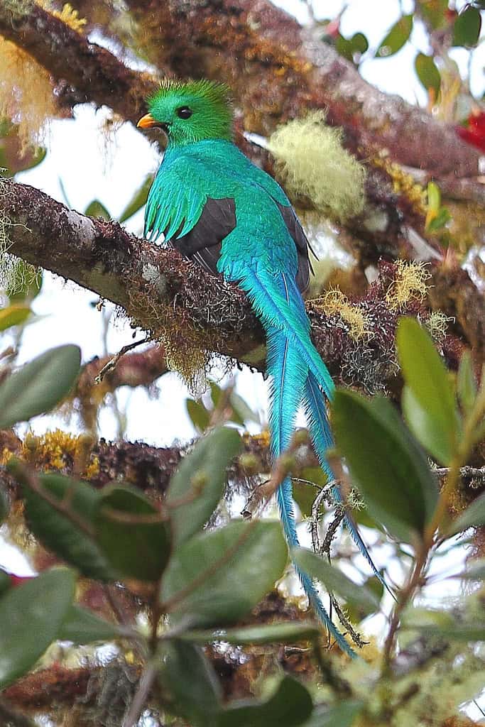 5. The Majestic Resplendent Quetzal - Sacred Bird of the Ancients (image credits: flickr)