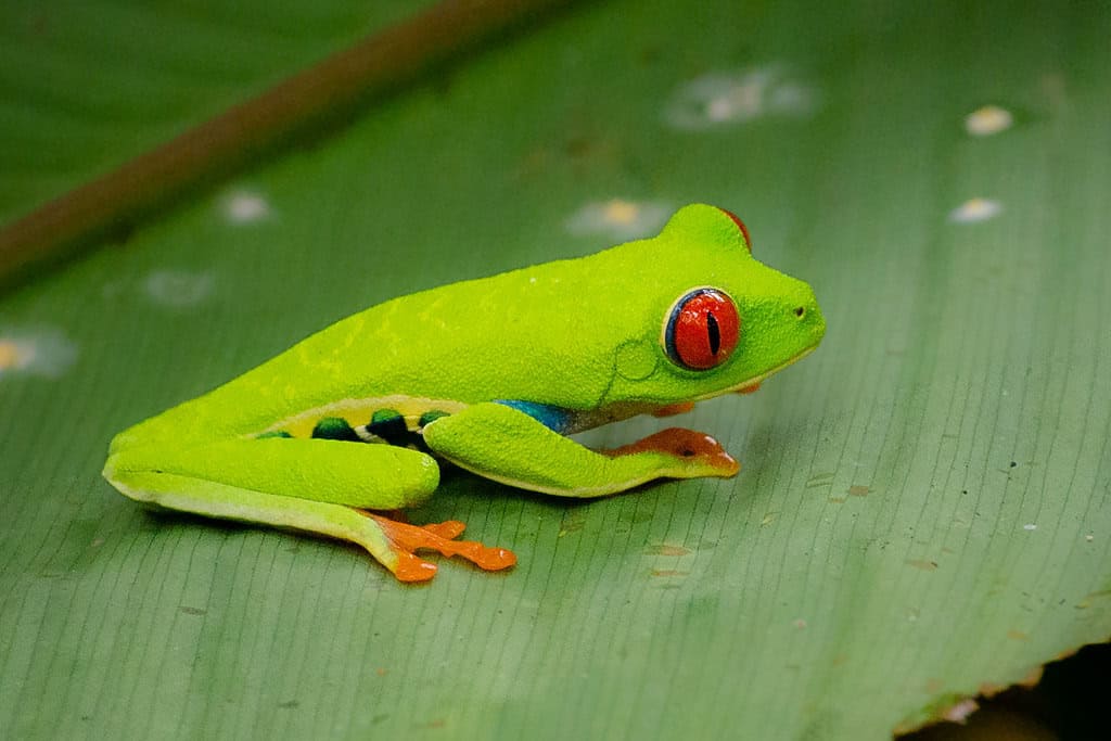 4. The Vibrant Red-Eyed Tree Frog - Tiny Tropical Gem (image credits: flickr)