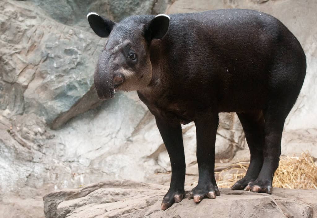 3. The Enormous Baird's Tapir - Living Fossil of the Forest (image credits: flickr)