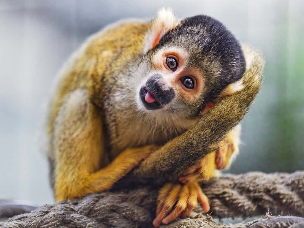 2. The Acrobatic Squirrel Monkey - Tiny Forest Gymnast