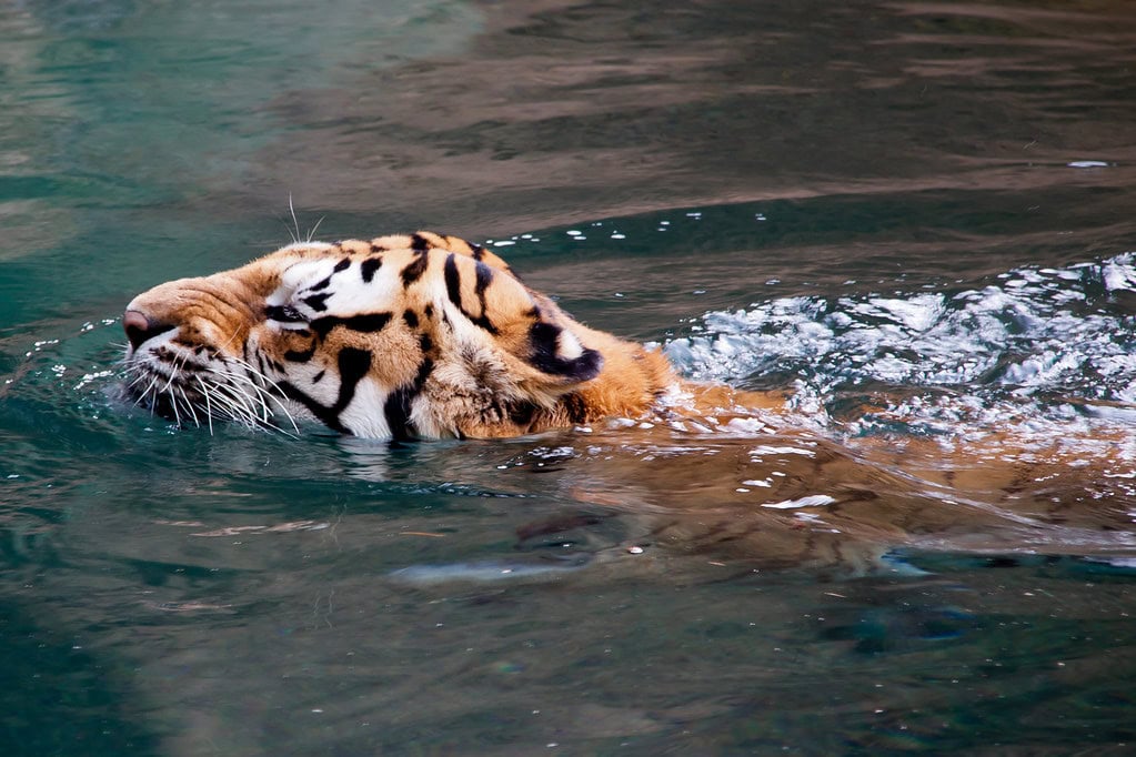 Tigers are Excellent Swimmers Who Love Water (image credits: flickr)