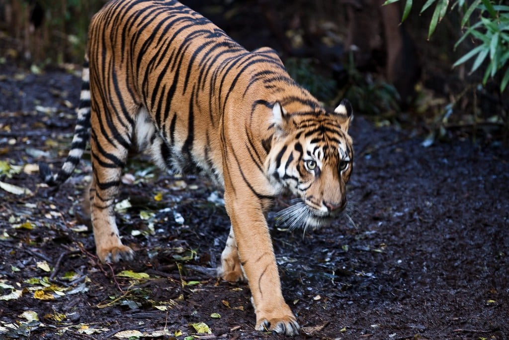 They're Actually Invisible to Their Prey (image credits: flickr)