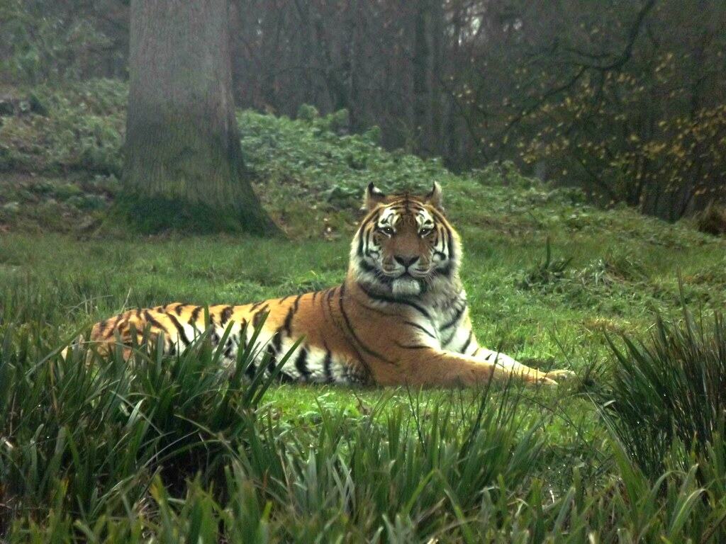 Tigers are Completely Solitary Except During Mating (image credits: flickr)