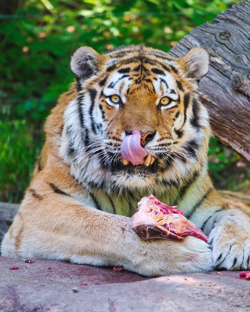 They Can Eat 80 Pounds of Meat in One Sitting (image credits: flickr)