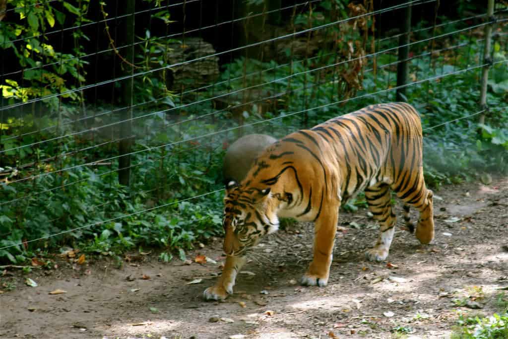 Tigers Can Mimic the Calls of Other Animals to Hunt (image credits: flickr)