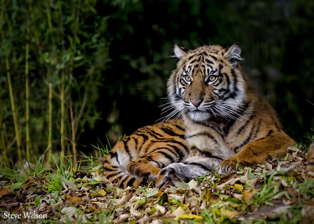 There are More Tigers in US Captivity Than in the Wild (image credits: flickr)