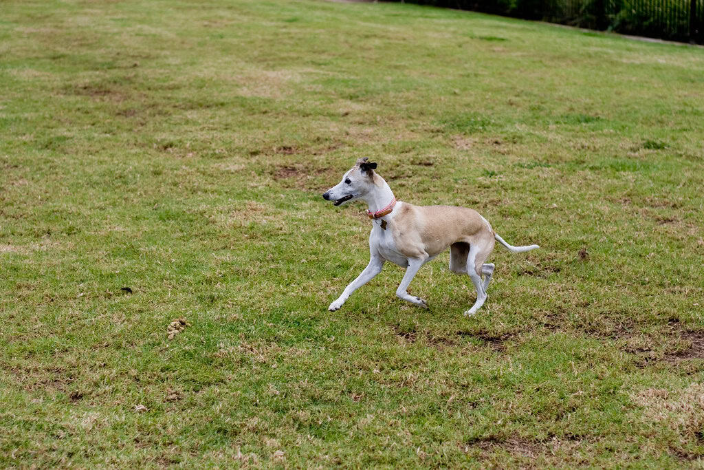 5. Chasing Their Own Tail (image credits: flickr)