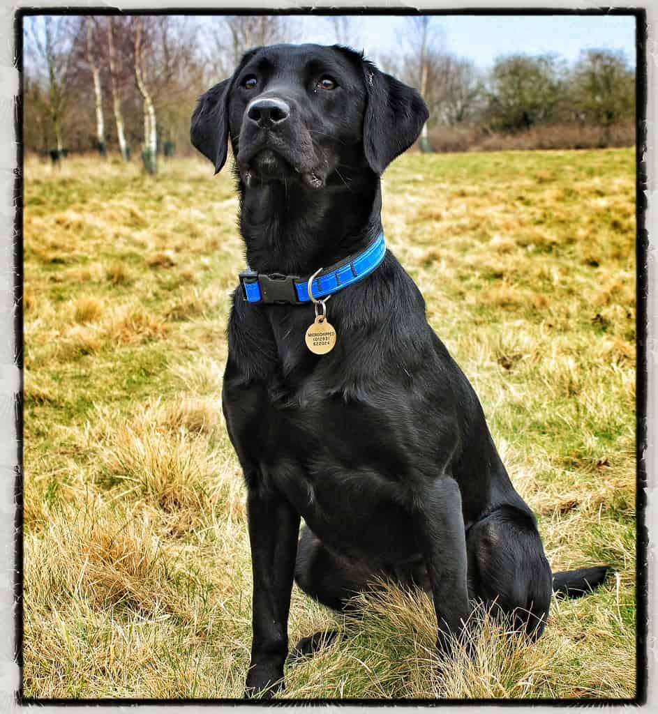 3. Sniffing Other Dogs' Butts Like They're Reading the Morning News (image credits: flickr)