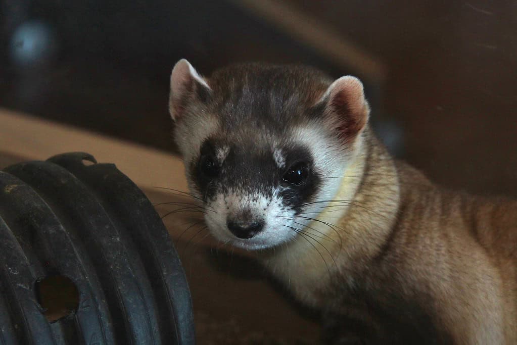 Black-Footed Ferret - The Masked Bandit's Amazing Return (image credits: flickr)