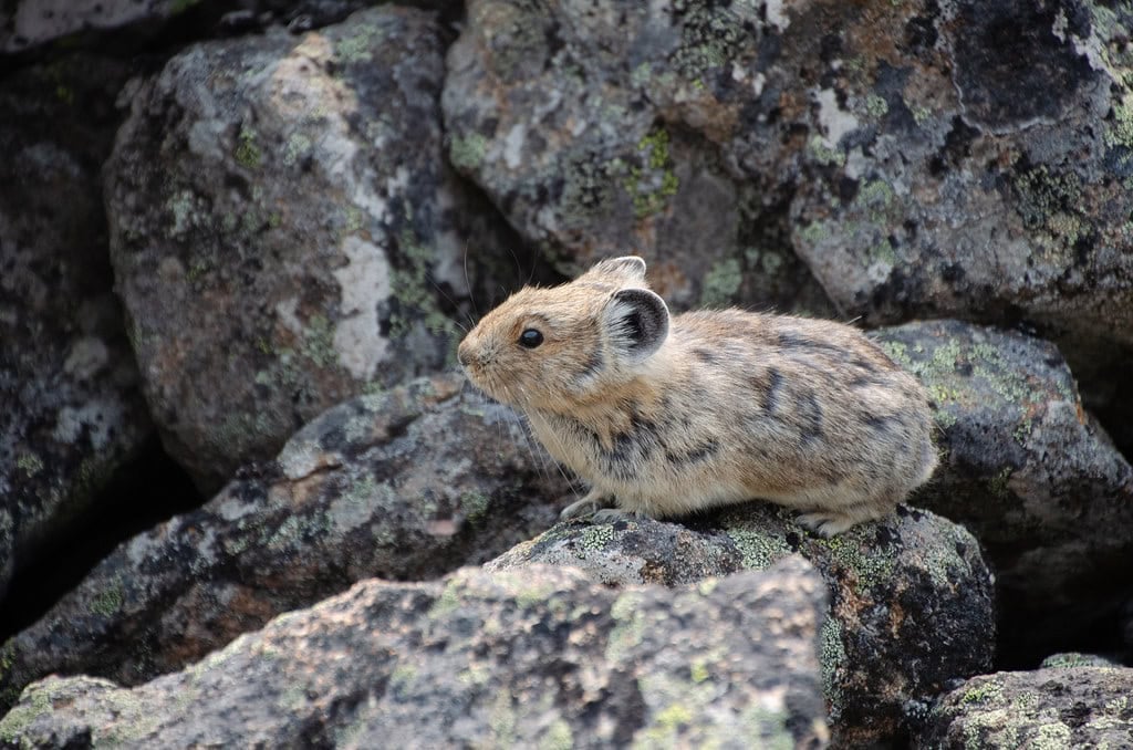 American Pika - The Tiny High-Altitude Preppers (image credits: flickr)