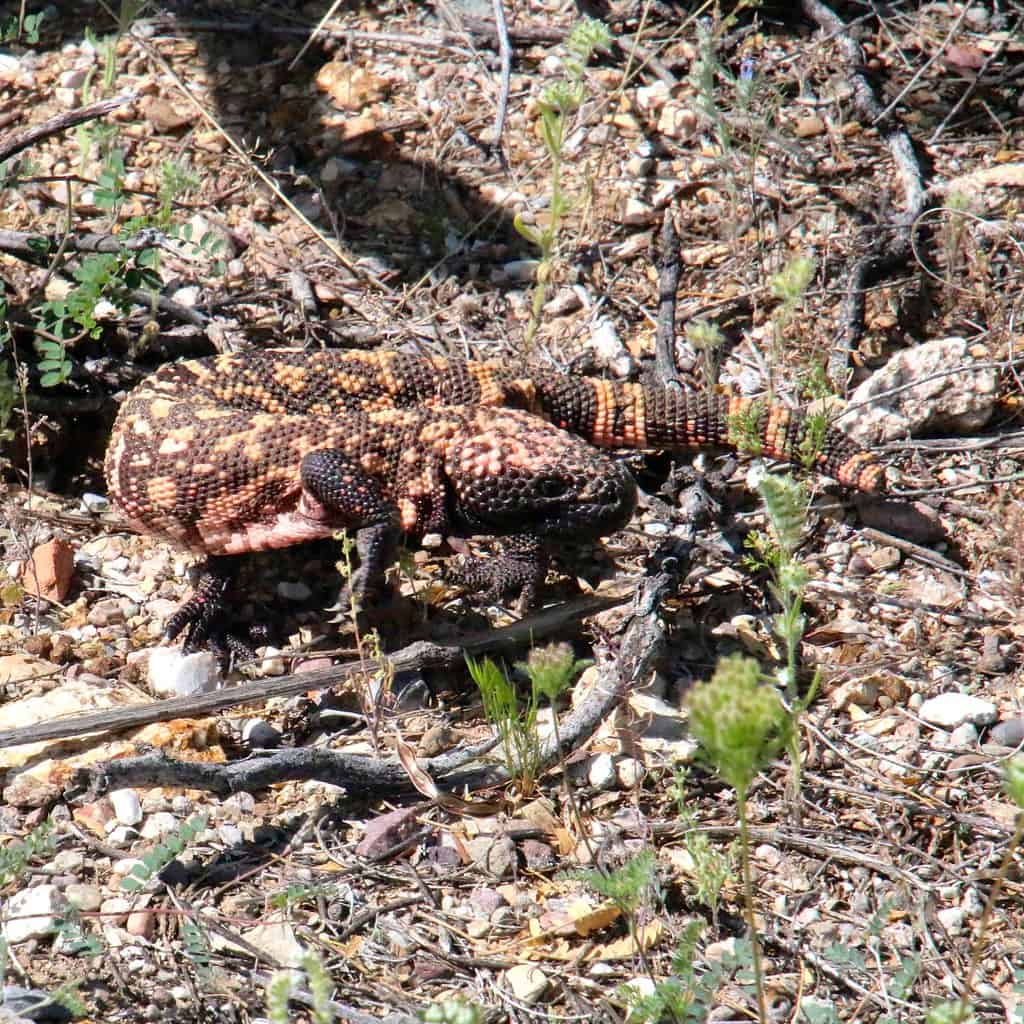 Gila Monster - The Desert's Venomous Beauty (image credits: flickr)
