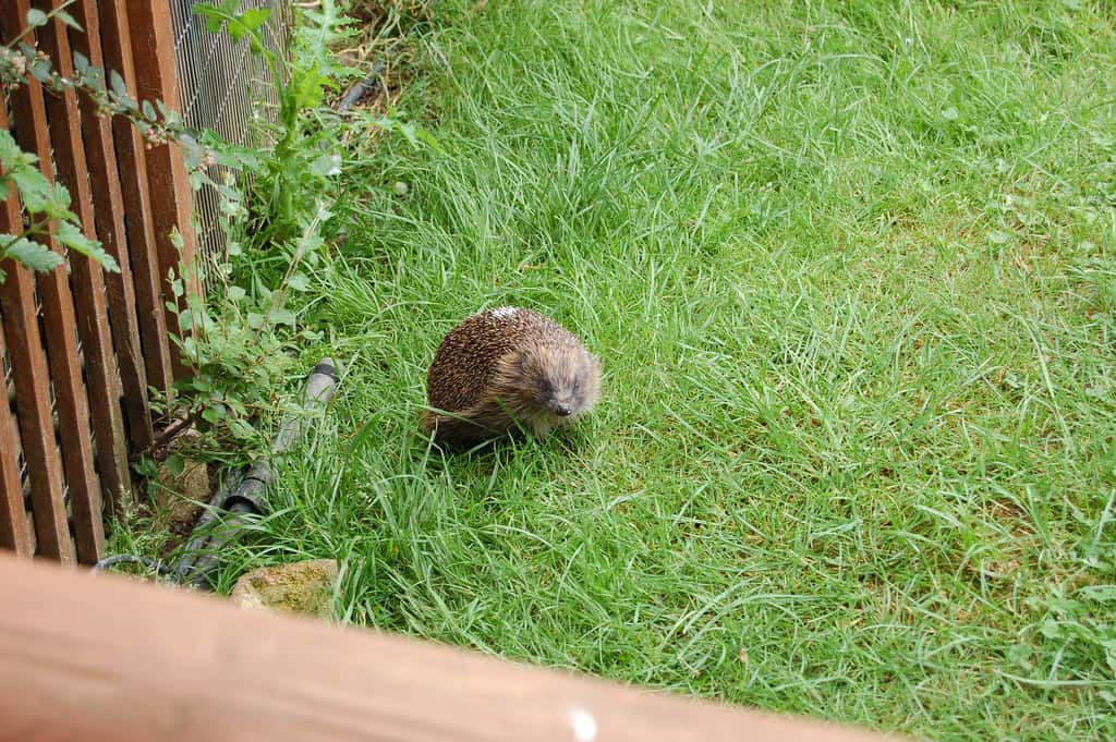 Using Improper Cage Setup (image credits: flickr)