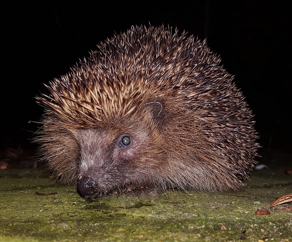 Misunderstanding Their Nocturnal Nature (image credits: flickr)