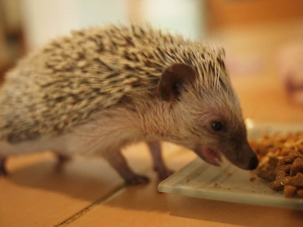 Overfeeding and Obesity Issues (image credits: flickr)