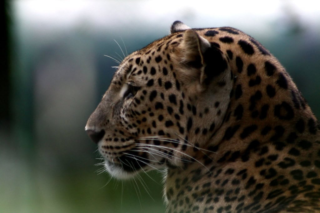 Hunting Strategies Reflect Their Lifestyles (image credits: flickr)