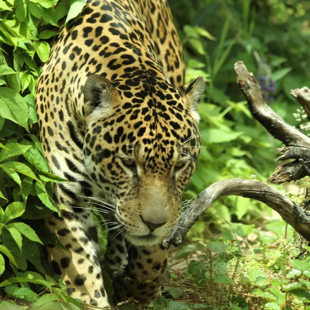 The Powerful Jaguar (image credits: flickr)
