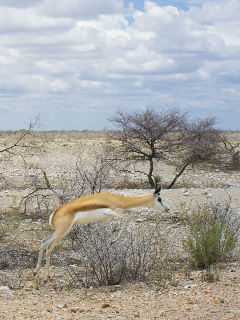 Springbok (image credits: flickr)
