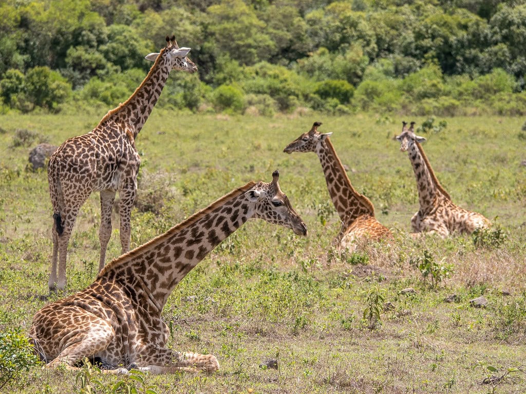 They Sleep Less Than an Hour Per Day in the Wild (image credits: flickr)