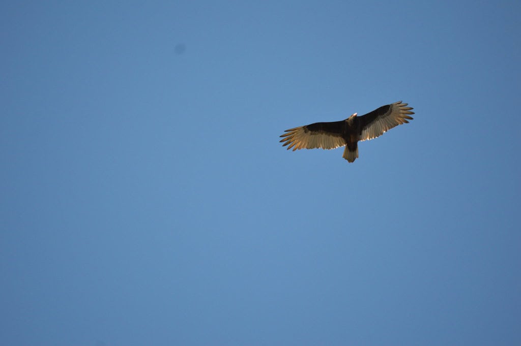 3. Educate Others About Eagle Conservation (image credits: flickr)