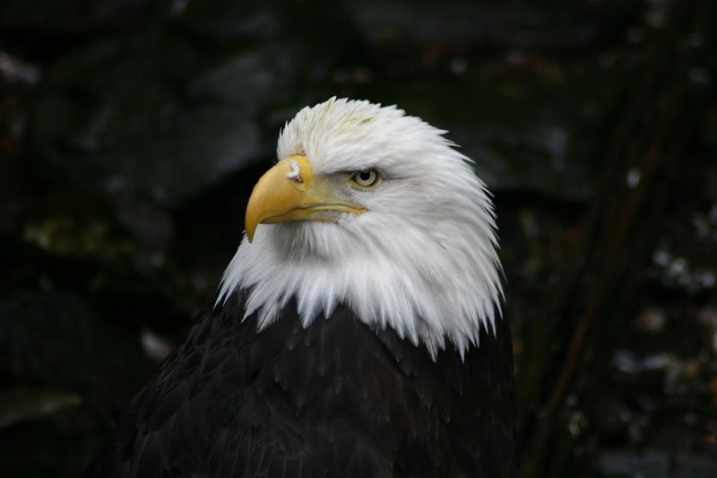 2. Monitor and Report Injured or Dead Eagles (image credits: flickr)