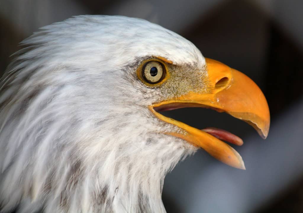 1. Become a Wildlife Habitat Steward on Your Own Property (image credits: flickr)