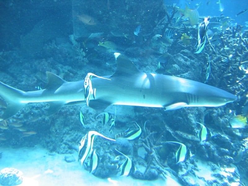 1. Swim at Patrolled Beaches – Your Best Safety Net (image credits: flickr)