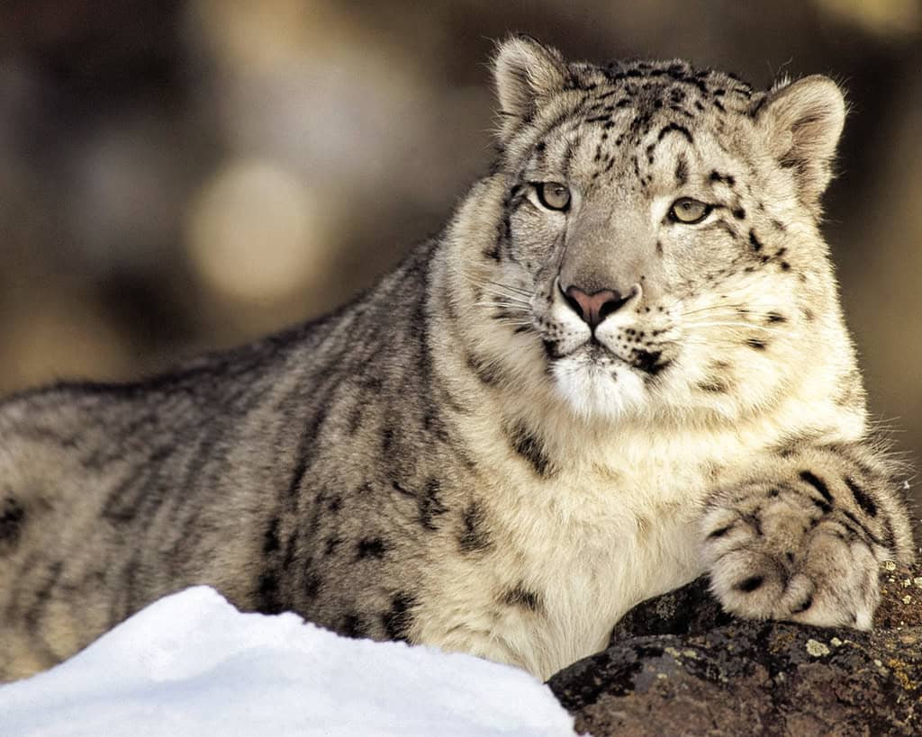 Snow Leopard - Ghost of the Mountains (image credits: flickr)